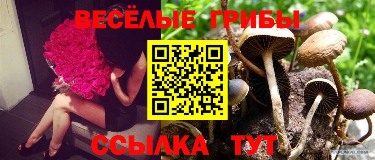 Псилоцибиновые грибы Cubensis Рославль